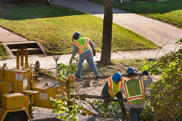 The Steps Involved in Our Tree Care Process in Cape Charles, VA